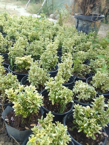 Çöl bitkiləri: Həmişə yaşıl — 2