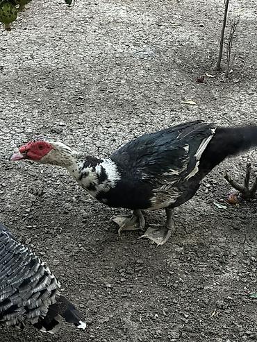 bildircin satisi tap az: Şekildeki iki dişi bir erkek lal ordek satilir . Tek tek satilmir — 2