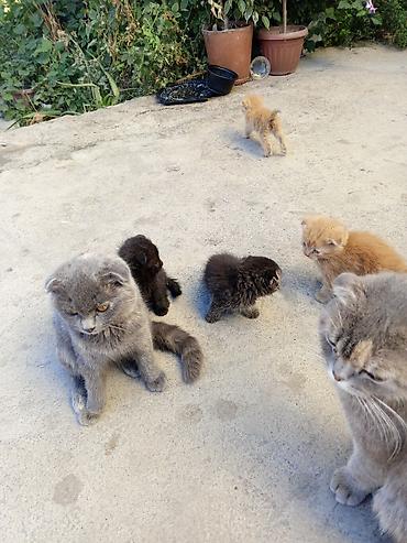 Мышыктар: Вислоухие котята — 2