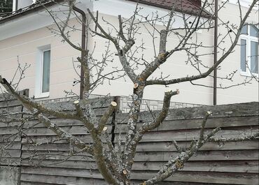 Башка бөлмө өсүмдүктөрү: Обрезка плодовых деревьев яблонь 
Посадка растений 
Спил деревьев