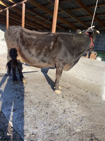 Коровы, быки: Продаю | Корова (самка) | Для молока, Для разведения | Привязанные — 7