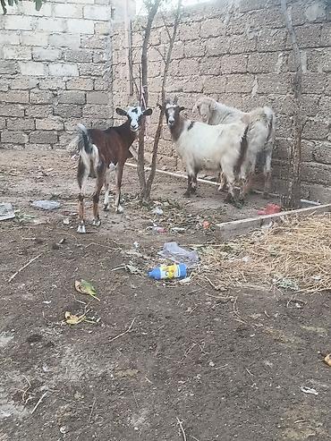 Salam Bir Erkey təkə iki boğaz keçi bir alipin mələzi ikisdə lalafo.az -da Salam Bir Erkey təkə iki boğaz keçi bir alipin mələzi ikisdə