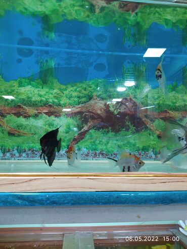 Рыбы: Рыбы — 9