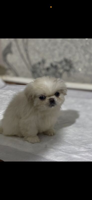 it adlari: Pekingese, 1 month dog, Erkek, With pedigree, Ünvandan götürmə, Ödənişli çatdırılma