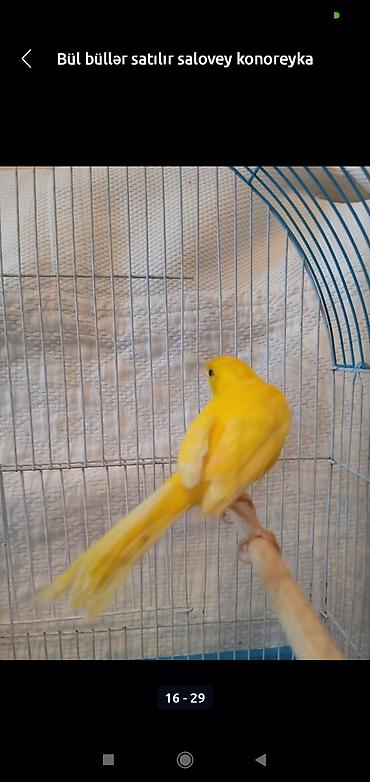 bulbul satılır: Bül büllər kanareyka solavey bul bul konareyka super oxuyan erkəy — 2