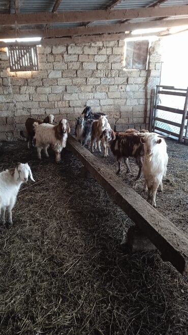 Keçi, çəpiş: Təcili satılır ehtiyac var Real alıcılar vatsap nömrəsinə yazsın 050 — 3