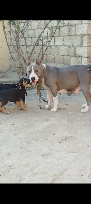 bugdanin qiymeti: Pitbul, Dişi