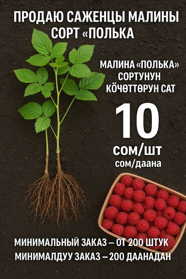 Фрукты и ягоды: Саженцы : Малина, Самовывоз, Платная доставка