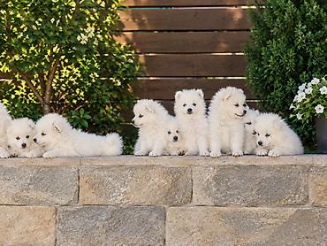 İtlər: Samoyed, Peyvəndli — 21