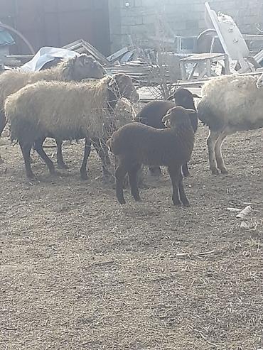 Qoyunlar, qoçlar: Salam 10 ana 10 bala balalar 2 aylıqdı analarda bordag heyvanlardı — 10