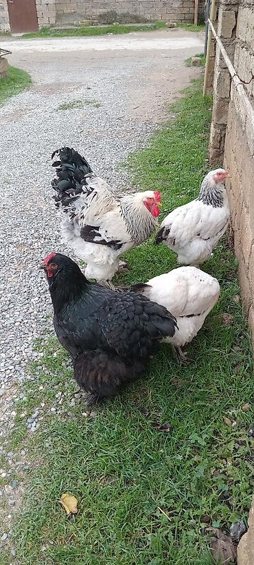 Toyuqlar: Toyuq, Brama, Damazlıq — 6