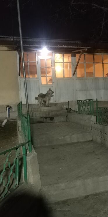 лайка in Кыргызстан | СОБАКИ: Сибирская лайка ищет мужа, для вязки