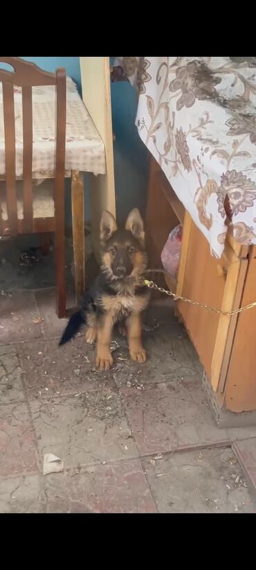 İtlər: Alman çoban iti, 2 ay, Dişi, Peyvəndli, Ünvandan götürmə