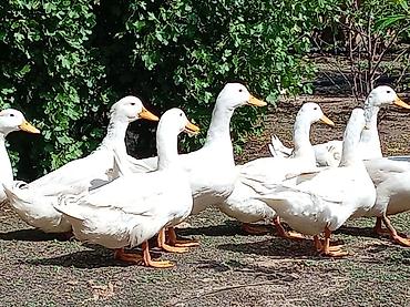 pekin ördeği: Ağ Pekin ördəkləri – yumurta və ətlik istiqamət - Cins: Ağ Pekin - — 1
