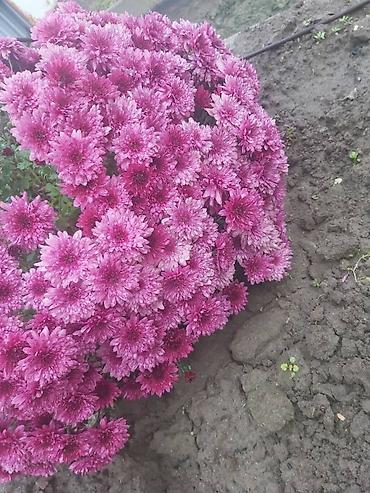 Хризантема: Хризантема — 14