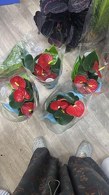 антуриум купить: Антуриум (Anthurium andreanum) в горшке - Компактные кусты с плотными — 1