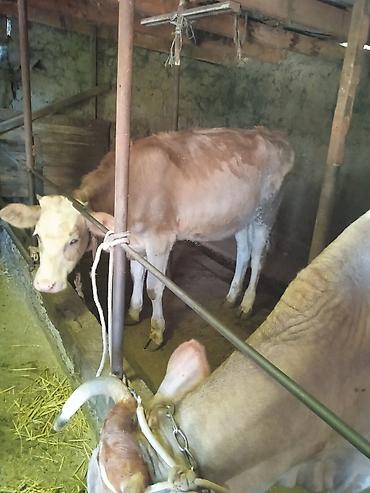 уй малочный: Продаю | Корова (самка), Тёлка | Голштин | Не стельные, Искусственник — 2