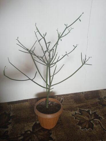 Другие комнатные растения: Карандашевое дерево