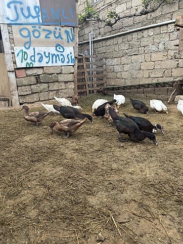 balaca it ucuz: Salam Alekum hamsı satılır kom 17 manatdır — 2