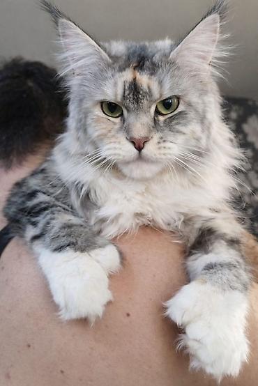 Продажа кошек: ✨ Эксклюзивные полидактильные мейн-куны ✨ Предлагаются к продаже — 12