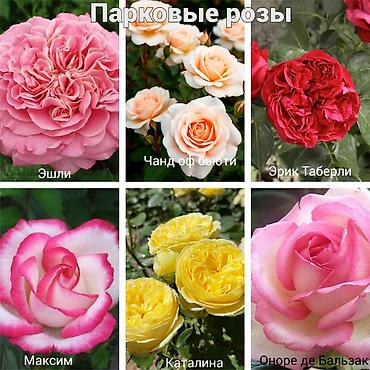 Роза: Саженцы — 14