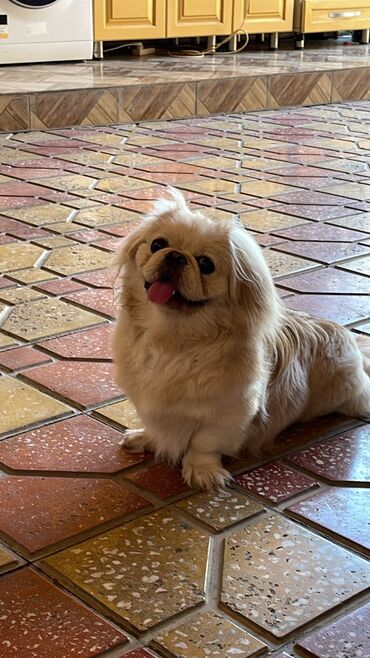 it ucun yem: Pekines, 1 ay, Erkek, Cütləşmə üçün