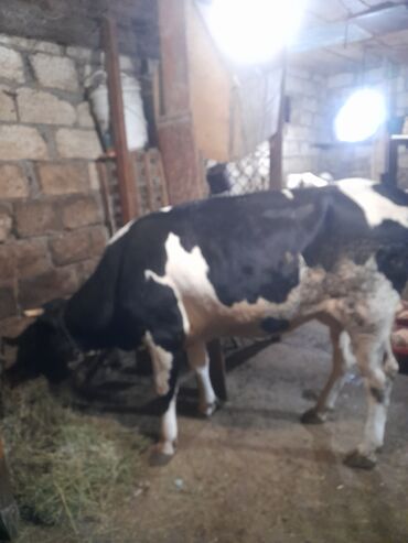 inək şəkilləri: Südlük istiqamətli qara-ağ alacalı inək/buzaq. - Cins: Holştin tipli