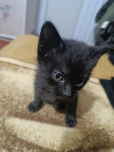 продаю породистых коров: Кошка даром: Беспородная, 1 месяц, Девочка, Приучена к лотку