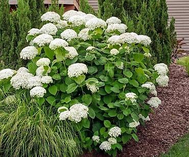 Гортензия: Продаю саженцы: -гортензия Анабель -Хосты великаны -Дицентра бордовая — 2