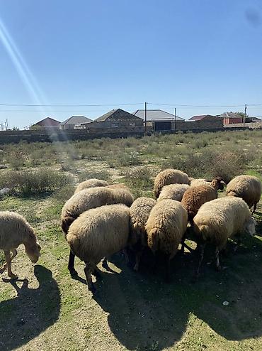 qara afcarka satilir: Tecil saatlir. 10 qoyundu 3 doğandi yaxşi kök qoyunlardi tecili — 4