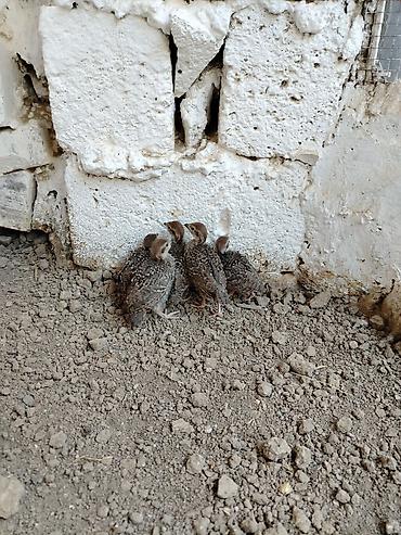 tovuz qusu satilir: 16-17 günlük kəklik tam sağlamdır, cəmi 5 ədəd qalıb — 4