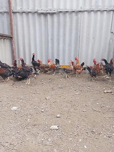 Xoruzlar: Xoruz, Heyratı, il: <1, Ünvandan götürmə — 24