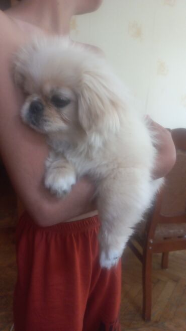 İtlər: Pekines, 4 ay, Dişi, Peyvəndli, Ünvandan götürmə