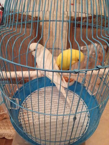 Tutuquşları: 1cut.erkek dişi.1yaş yoxdu.çex tutuquşu.saqlam.teze qefes.yuva teze — 9