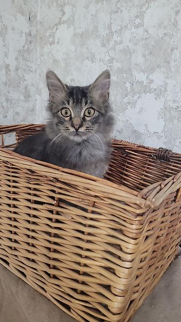 Отдам даром кошку: Кошка даром: Сибирская, 2 месяца, Мальчик — 2