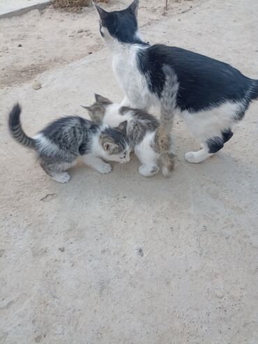 сколько стоят шотландские вислоухие котята: Котята с мамой-кошкой - На фото — кошачья семья: чёрно‑белая кошка и