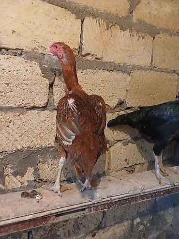 eşşək sudu satışı: Toyuq cücələri, Damazlıq — 2