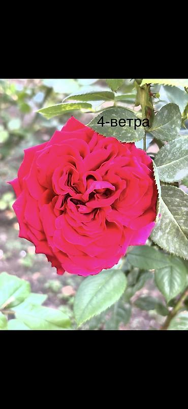 Роза: Саженцы Платная доставка, Самовывоз — 13