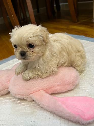 heyvan sahiblendirme: Pekines, 2 ay, Dişi, Peyvəndli, Ödənişli çatdırılma, Ünvandan götürmə — 4