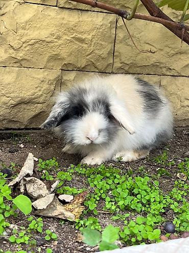 dovsan karlik: 🐰 5 aylıq karlik dovşanlar satılır! İki şirin karlik dovşan satılır — 6