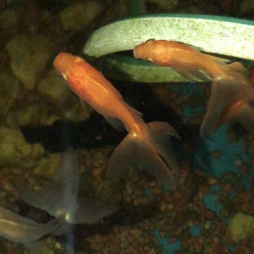 Рыбы: ЗОЛОТЫЕ РЫБКИ 

5-8 сантиметров 
150 сом одна рыбка
р. Ново-Покровка — 8