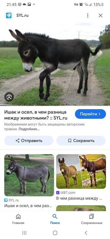 Другие животные: Продаю ишачку 1 год