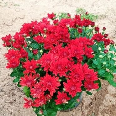 Otaq bitkiləri: Xrizantema payızgüllərinin topdan və pərakəndə satışı. Qiymətlər — 8
