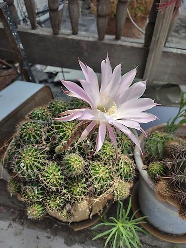 xan cinarı: Echinopsis oxygona (gecə açan kaktus) – saksıda çoxillik kaktus - — 1
