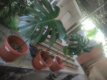 Монстералар