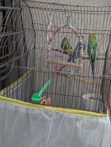 большая клетка для грызунов: Dalğalı tutuquşu (budaqı) üçün qəfəs və aksesuarlarla birlikdə