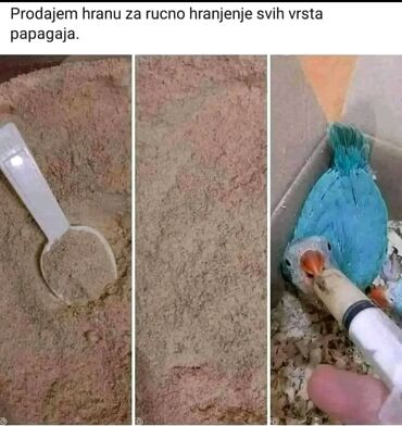 hammock sa mrezom za komarce: Hrana za rucno hranjenje papagaja