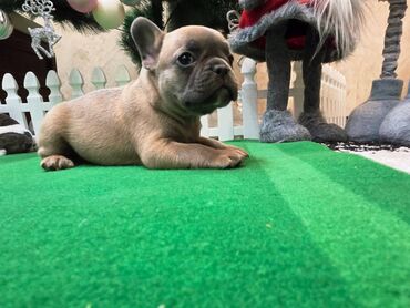 Psi: Štenci francuskog buldoga. U novogodisnjoj ponudi sjajno leglo na lalafo.rs — 5 Psi: Štenci francuskog buldoga. U novogodisnjoj ponudi sjajno leglo — 5