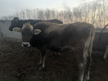 оборудование для корма: Продаю | Тёлка | Швицкая | На откорм, Для разведения | Привязанные