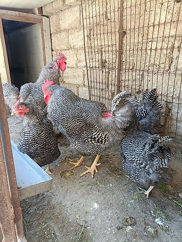 Toyuqlar: Barred Rock Plymouth. 3-fərə 3-xoruz 1il5 aylıqdılar təmiz qan sağlam — 3